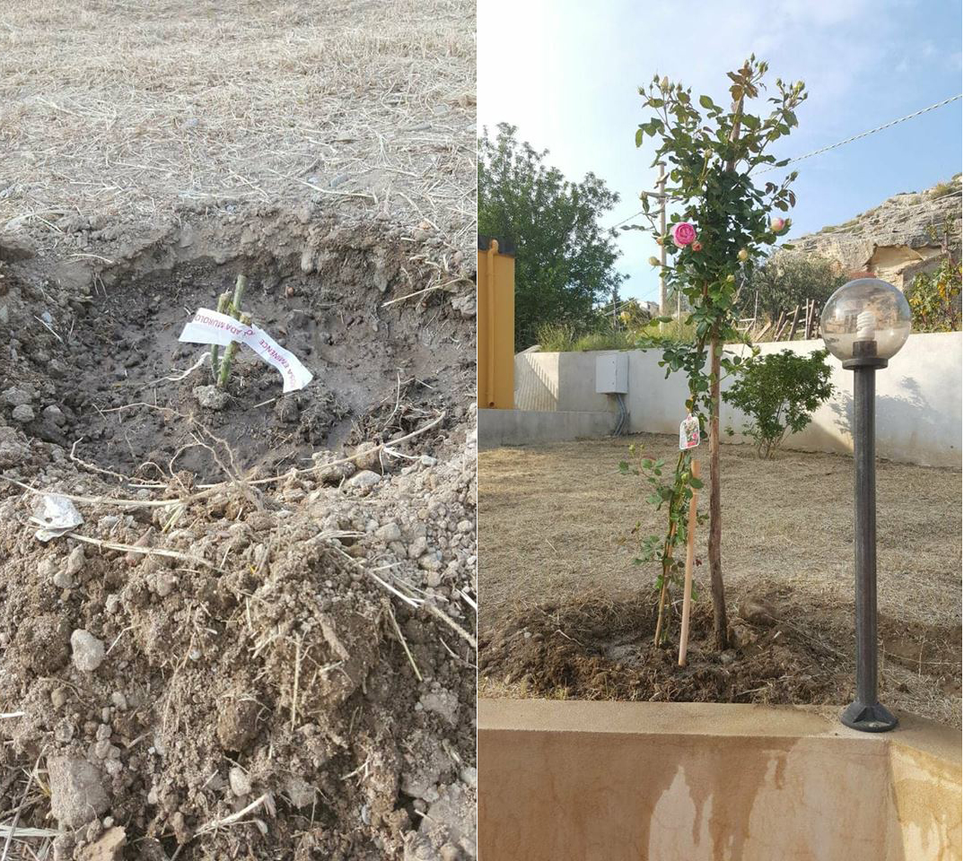 31166378 10216999210077983 341576133415796736 n