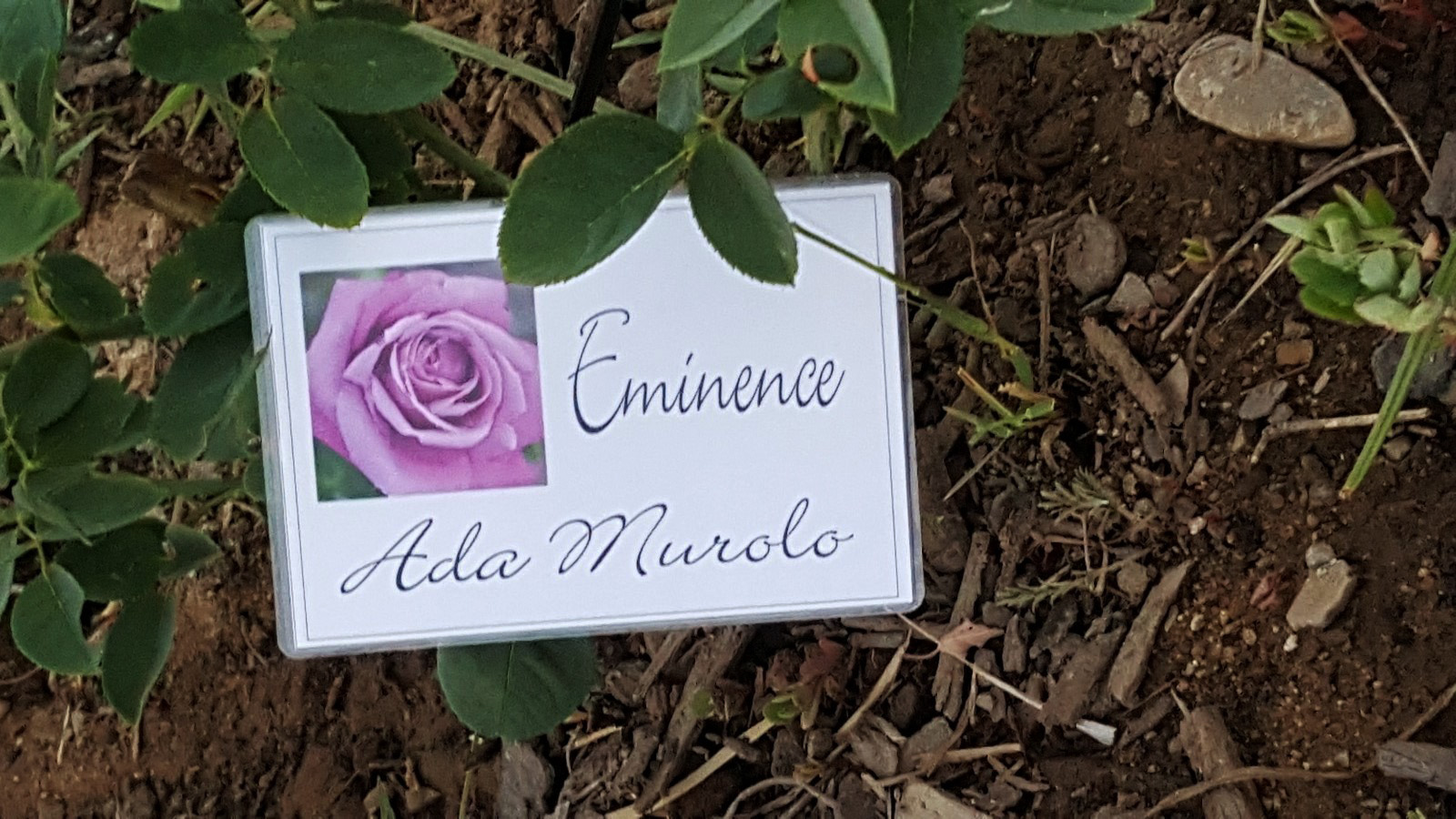 ROSATECA Motta San Giovanni Rosa Ada Murolo