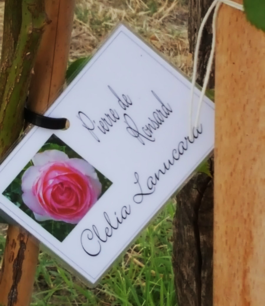 ROSATECA Motta San Giovanni Rosa Clelia Lancara